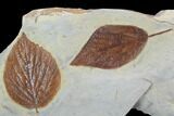 Three Detailed Fossil Leaves - Glendive Montana #99446-3